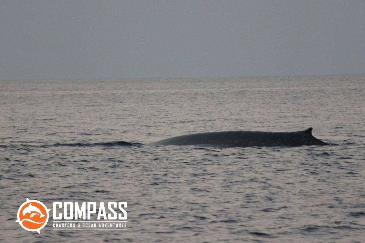 Compass Diving Resort Beloi Buitenkant foto