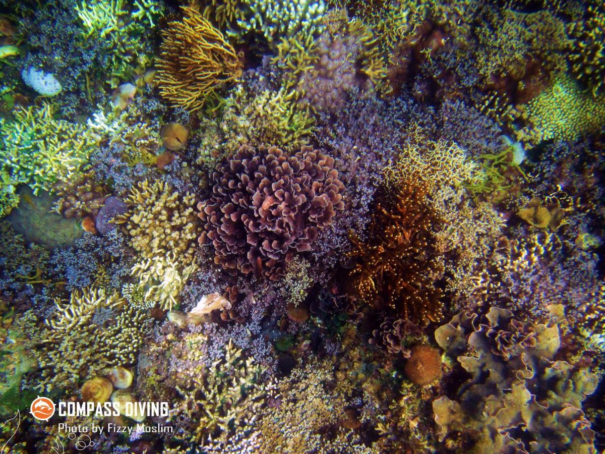 Compass Diving Resort Beloi Buitenkant foto