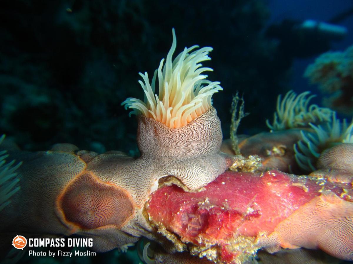 Compass Diving Resort Beloi Buitenkant foto