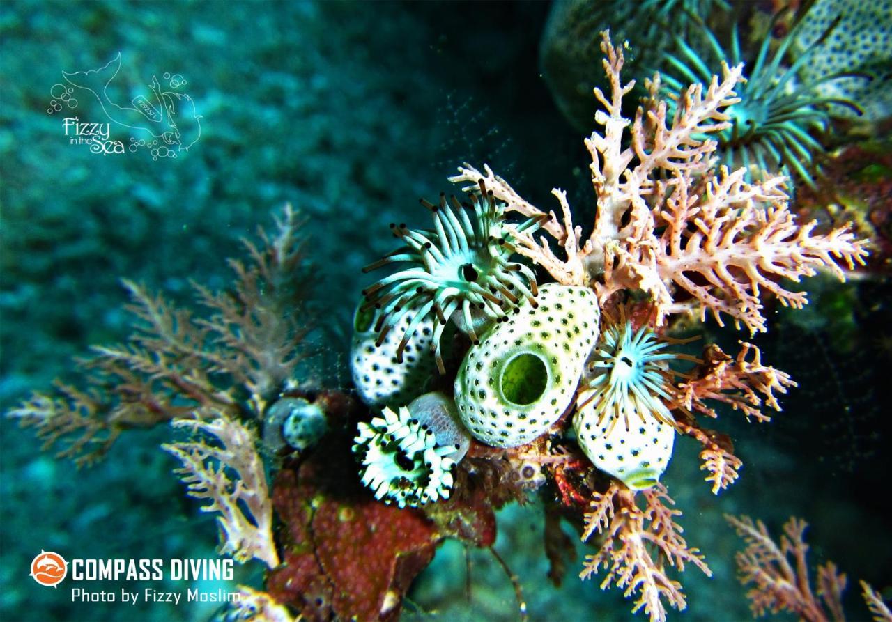 Compass Diving Resort Beloi Buitenkant foto